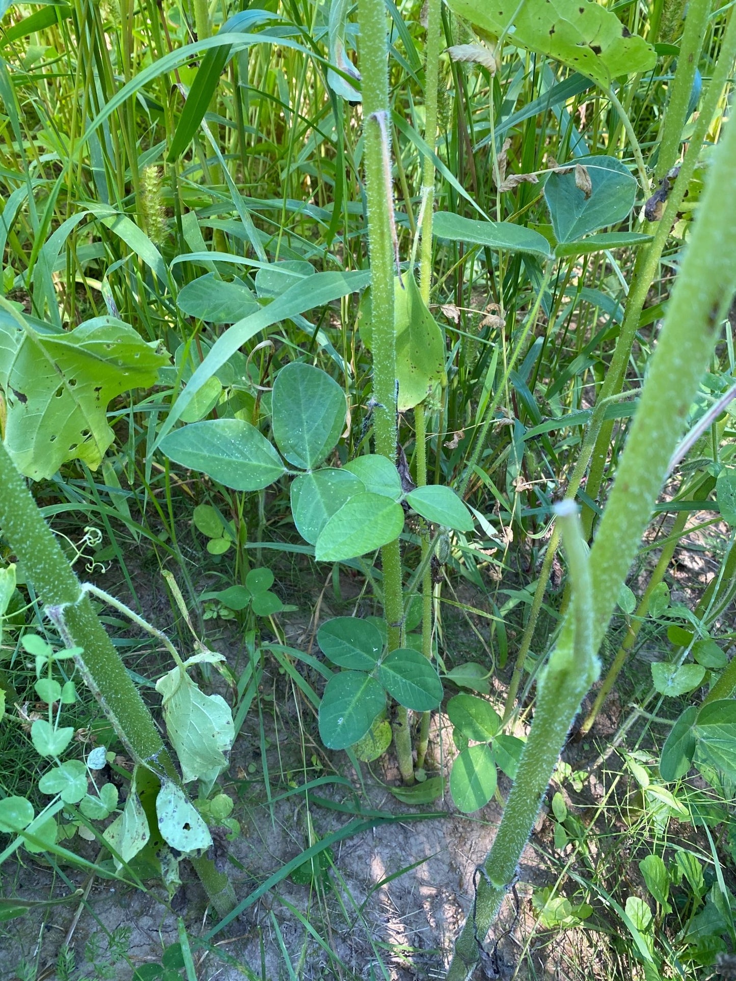 Deer & Upland Bird Blend Food Plot Mix - Hale Habitat & Seed