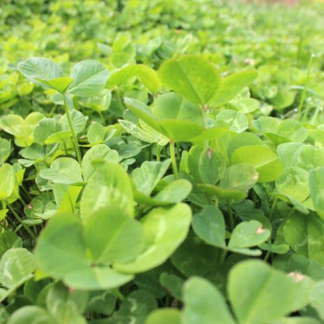 Eagle Seed - Aberlasting® Clover - Hale Habitat & Seed