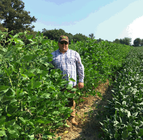 Eagle Seed - Big Fellow® Forage Soybean - Hale Habitat & Seed