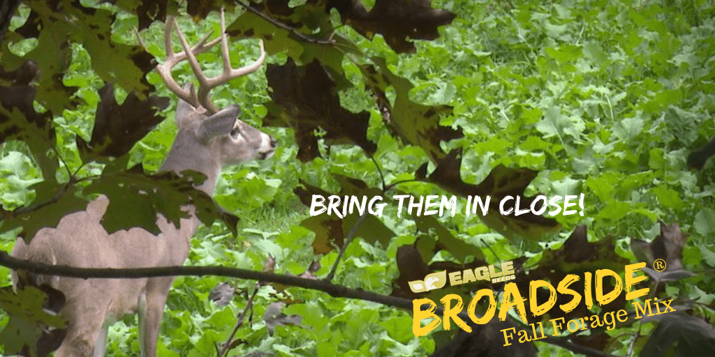 Eagle Seed - Broadside® Fall Blend - Hale Habitat & Seed