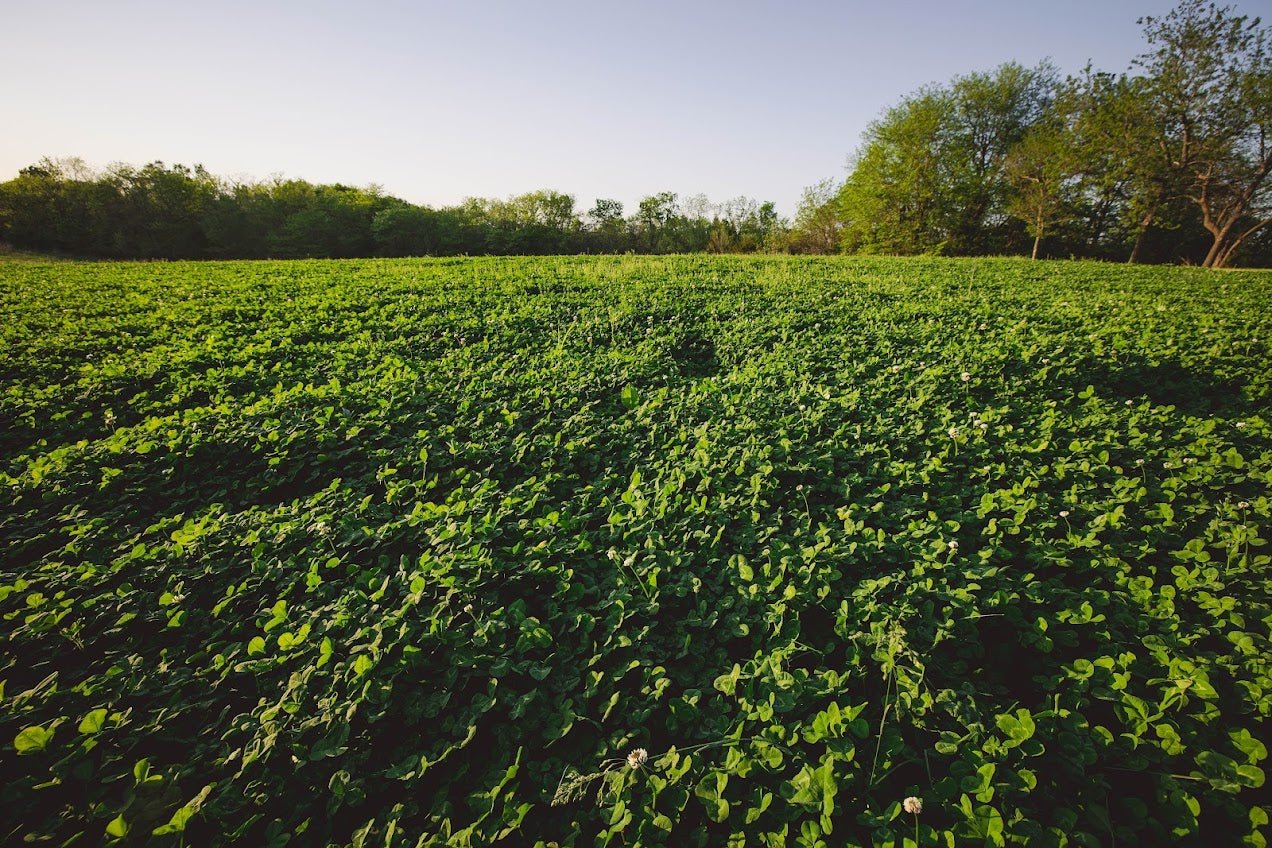Eagle Seed - Buffalo Clover Blend - Hale Habitat & Seed