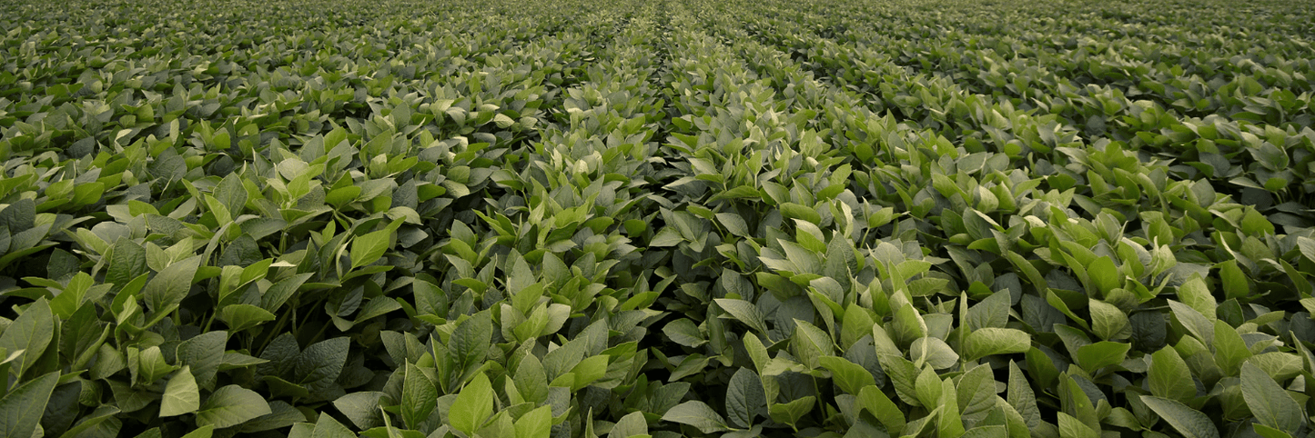 Eagle Seed - Enlist® E3 Ag Soybeans - Hale Habitat & Seed