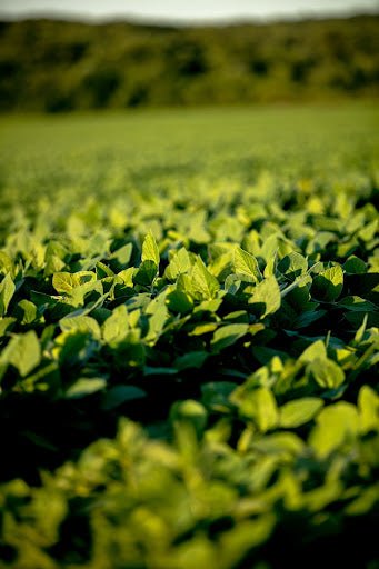 Eagle Seed - Enlist® E3 Ag Soybeans - Hale Habitat & Seed