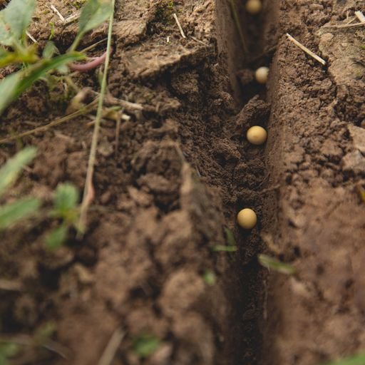 Eagle Seed - Enlist® E3 Ag Soybeans - Hale Habitat & Seed