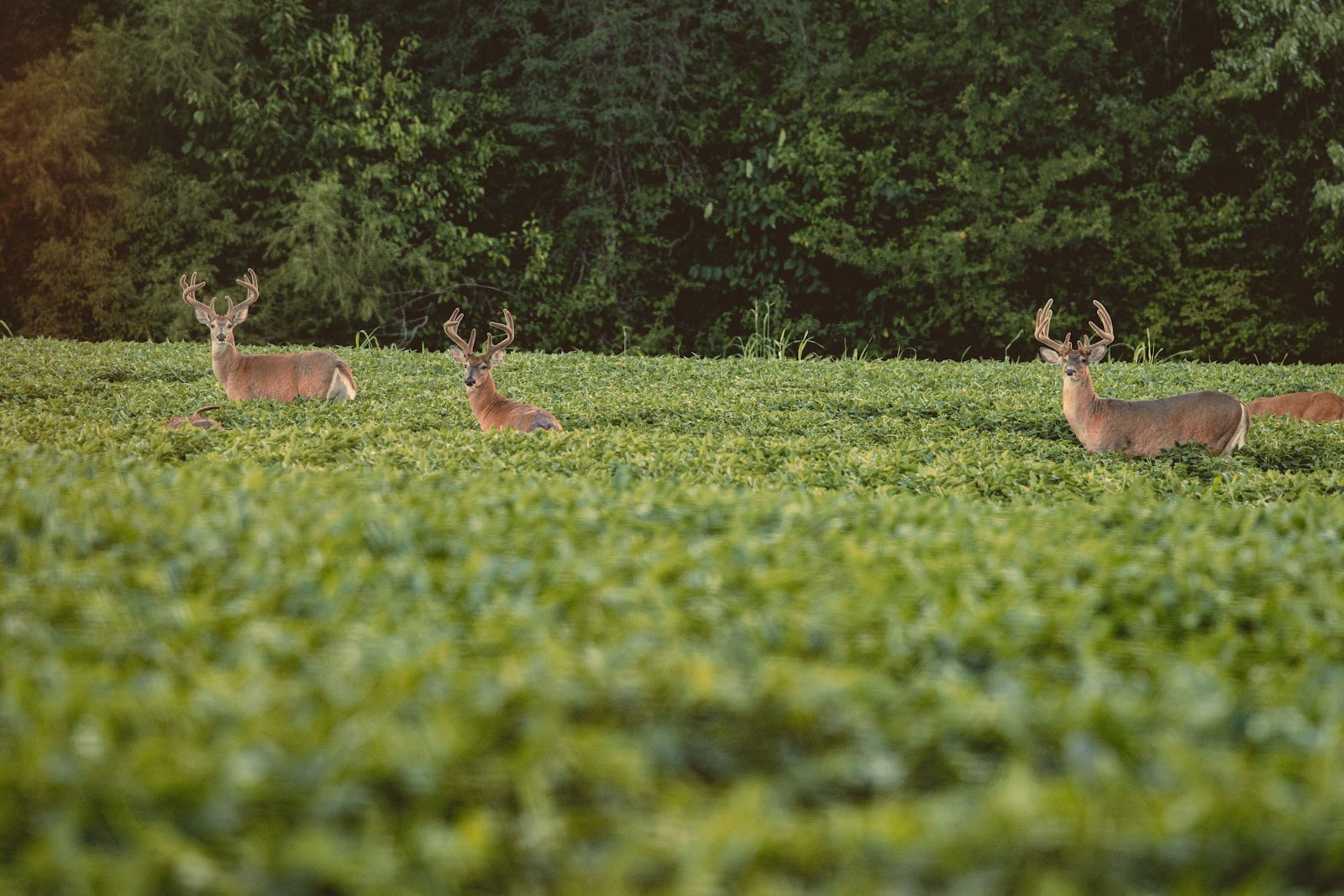 envy herbicide Plot Envy Soybeans: Maximum Weed Control, North