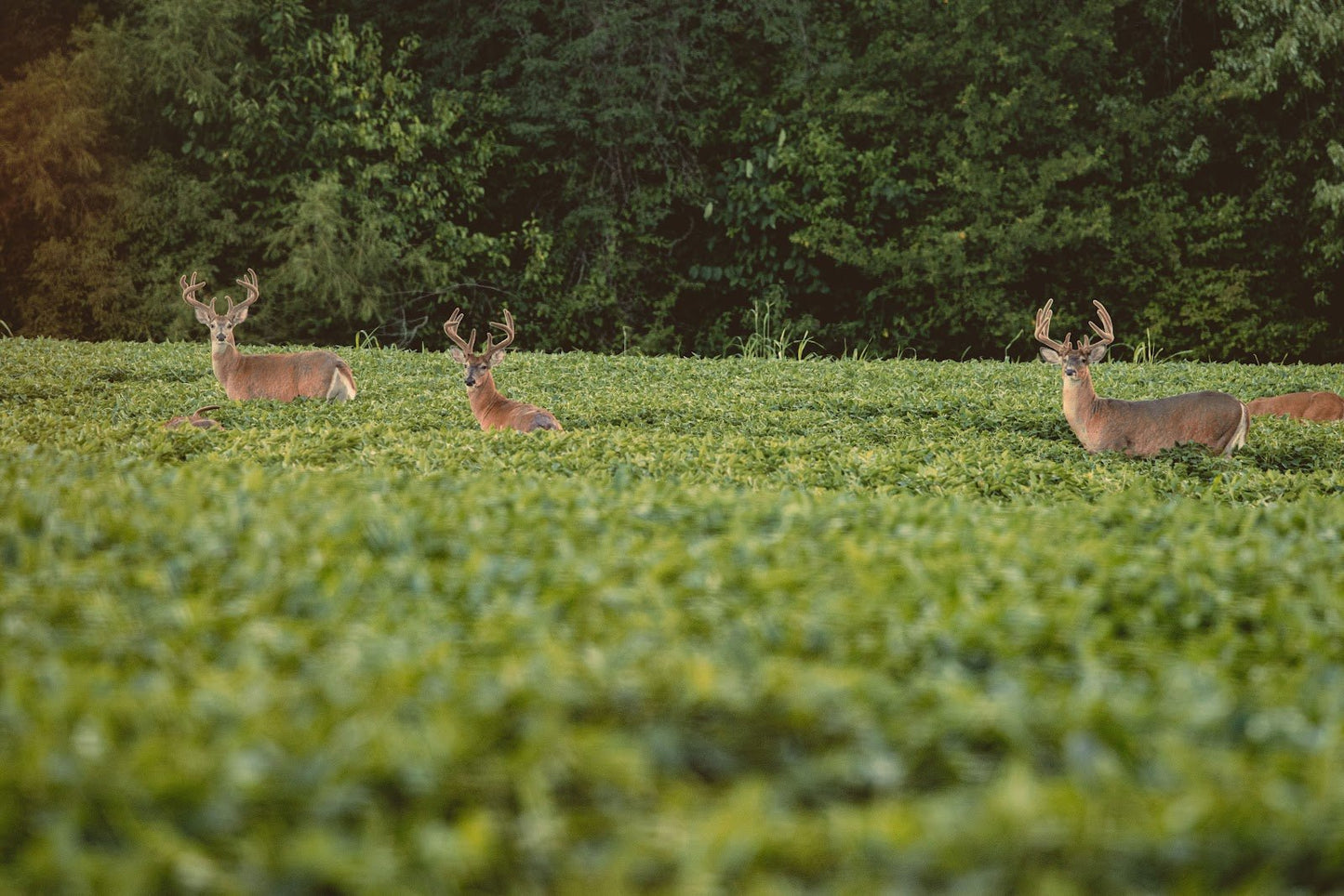 Eagle Seed - Enlist® E3 Plot Envy Soybeans - Hale Habitat & Seed
