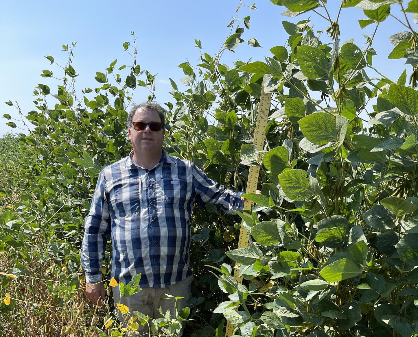 Eagle Seed - Everest™ Non - GMO Forage Bean - Hale Habitat & Seed