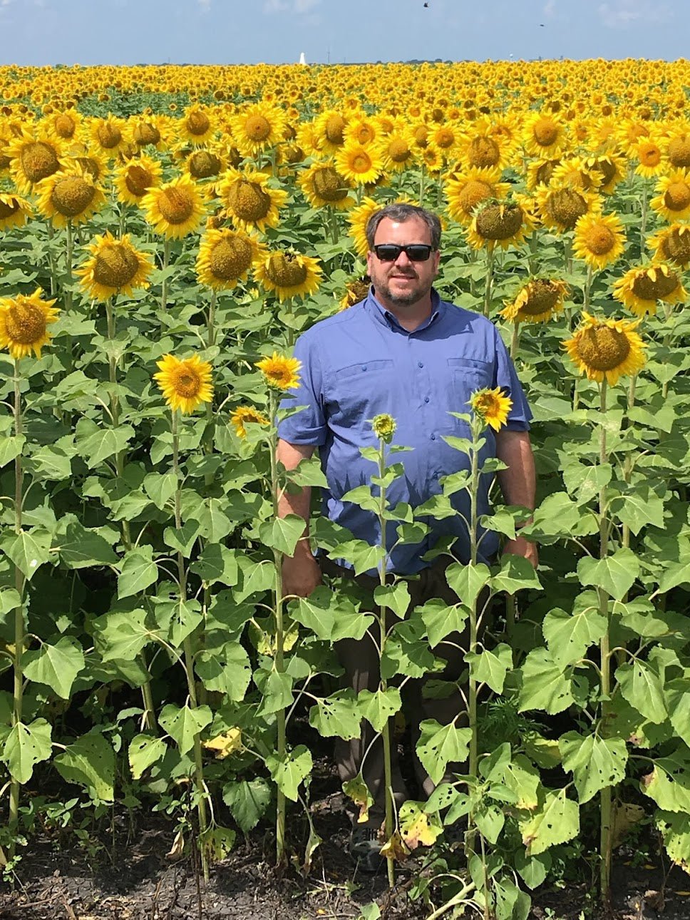 Eagle Seed - Grand Champion™ Clearfield® Hybrid Sunflowers - Hale Habitat & Seed