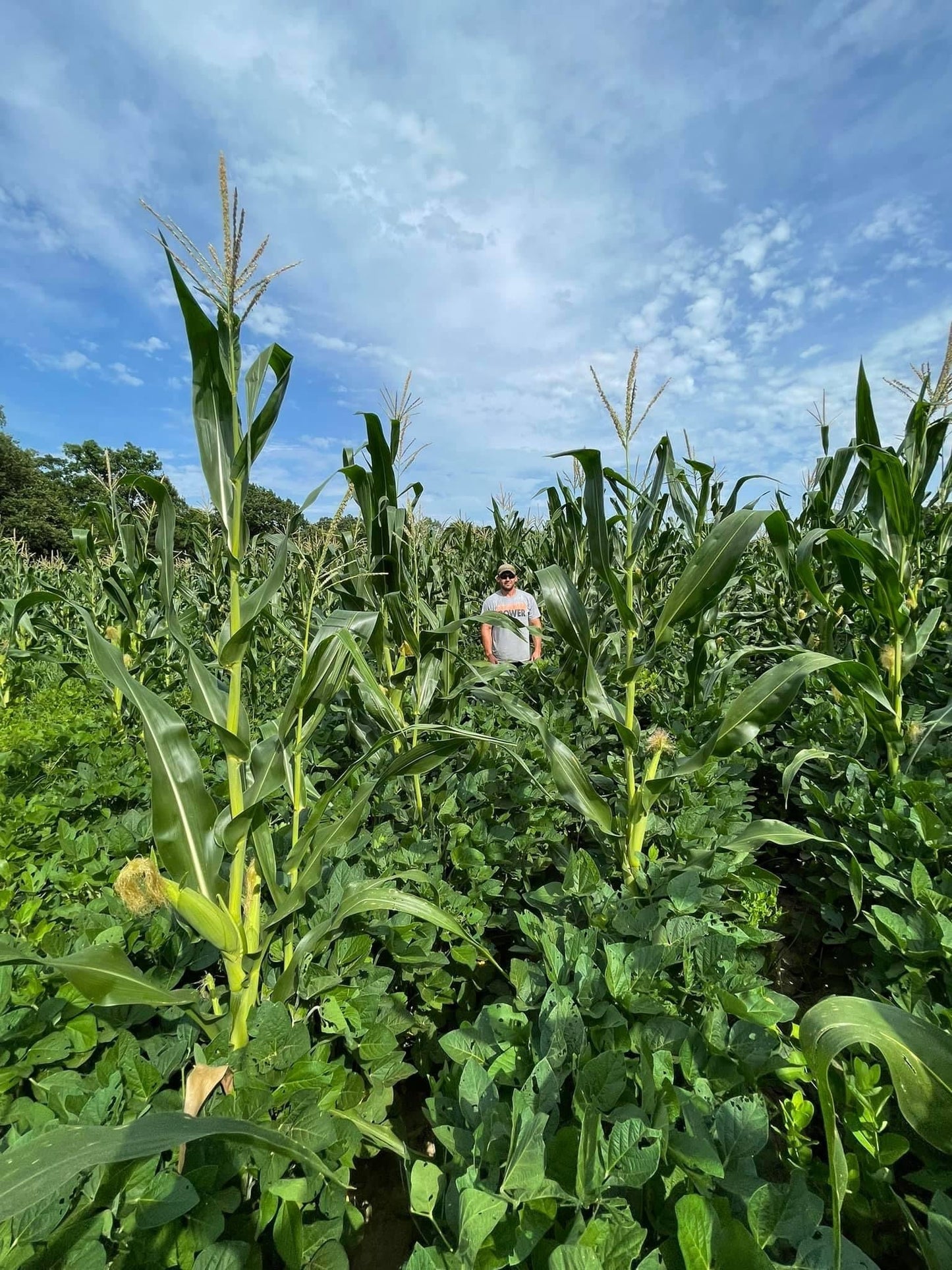 Eagle Seed - Green & Gold - Corn and Soybean Mix - Hale Habitat & Seed