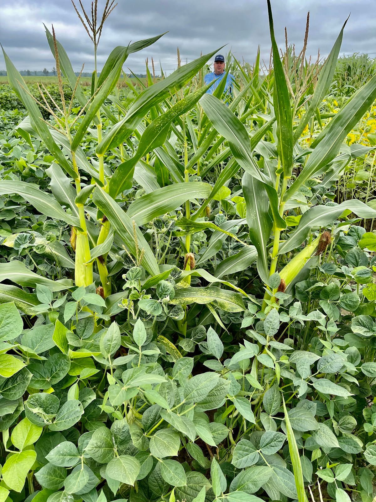 Eagle Seed - Green & Gold - Corn and Soybean Mix - Hale Habitat & Seed