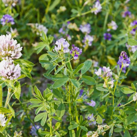 Eagle Seed - Green Keeper™ - Hale Habitat & Seed
