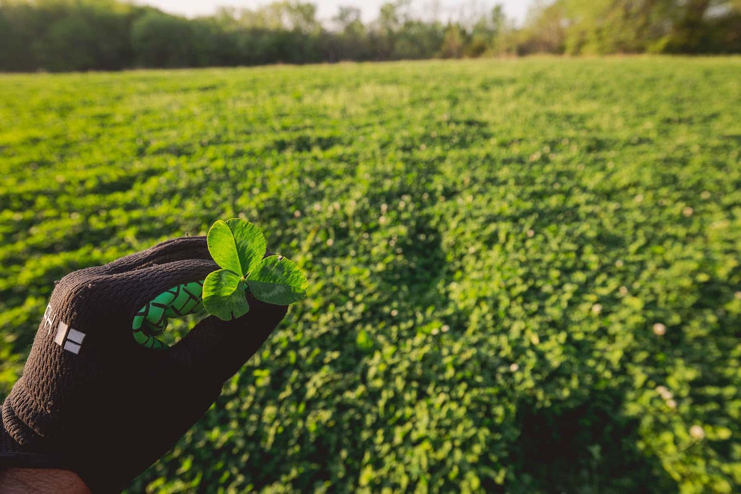 Eagle Seed - Hunt Master® - Perennial Chicory and Clover - Hale Habitat & Seed