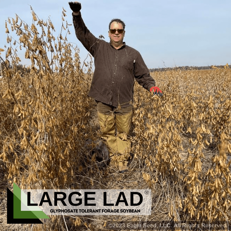 Eagle Seed - Large Lad® Forage Soybeans - Hale Habitat & Seed