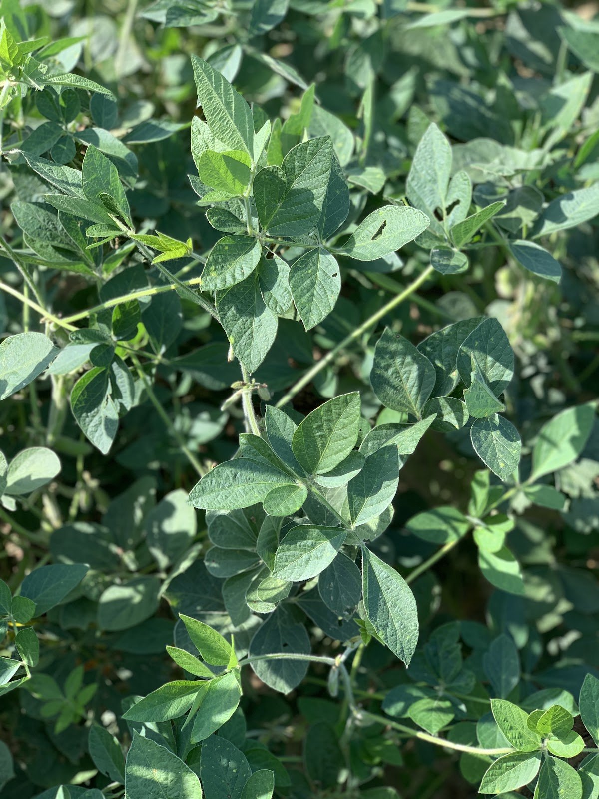 Eagle Seed - Multimax® - Hale Habitat & Seed