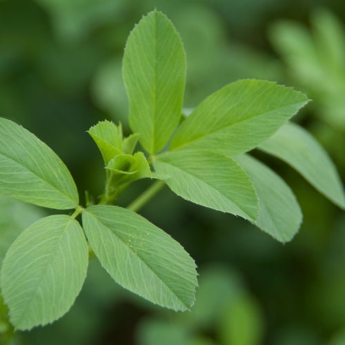 Eagle Seed - Roundup Ready Alfalfa - Hale Habitat & Seed