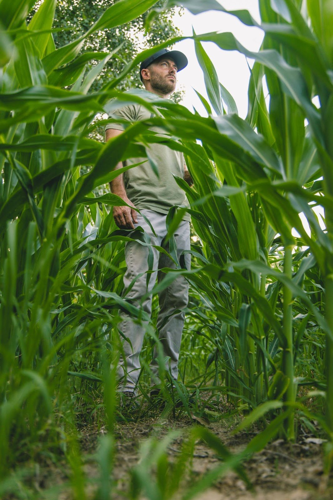 Eagle Seed - Roundup Ready Corn - Hale Habitat & Seed