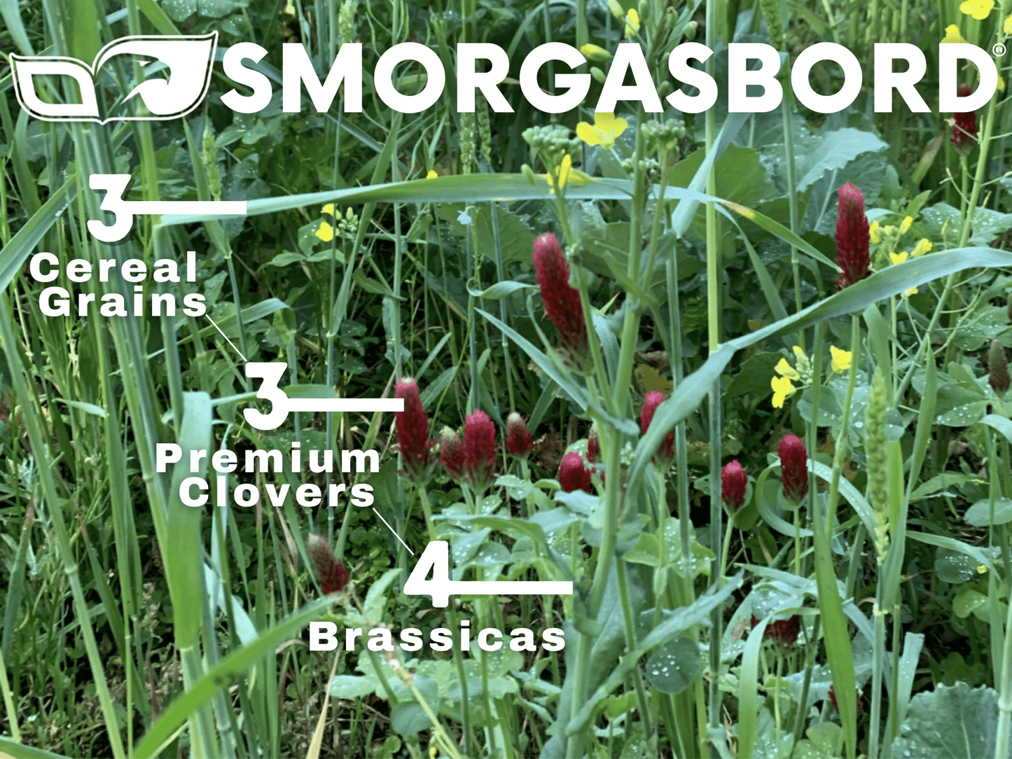 Eagle Seed - Smorgasbord - Hale Habitat & Seed