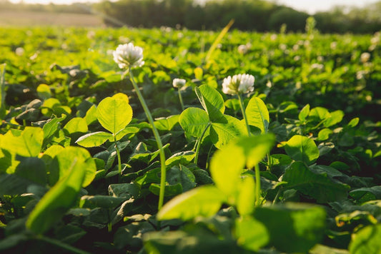 Eagle Seed - Top Five® Annual Clover Blend - Hale Habitat & Seed