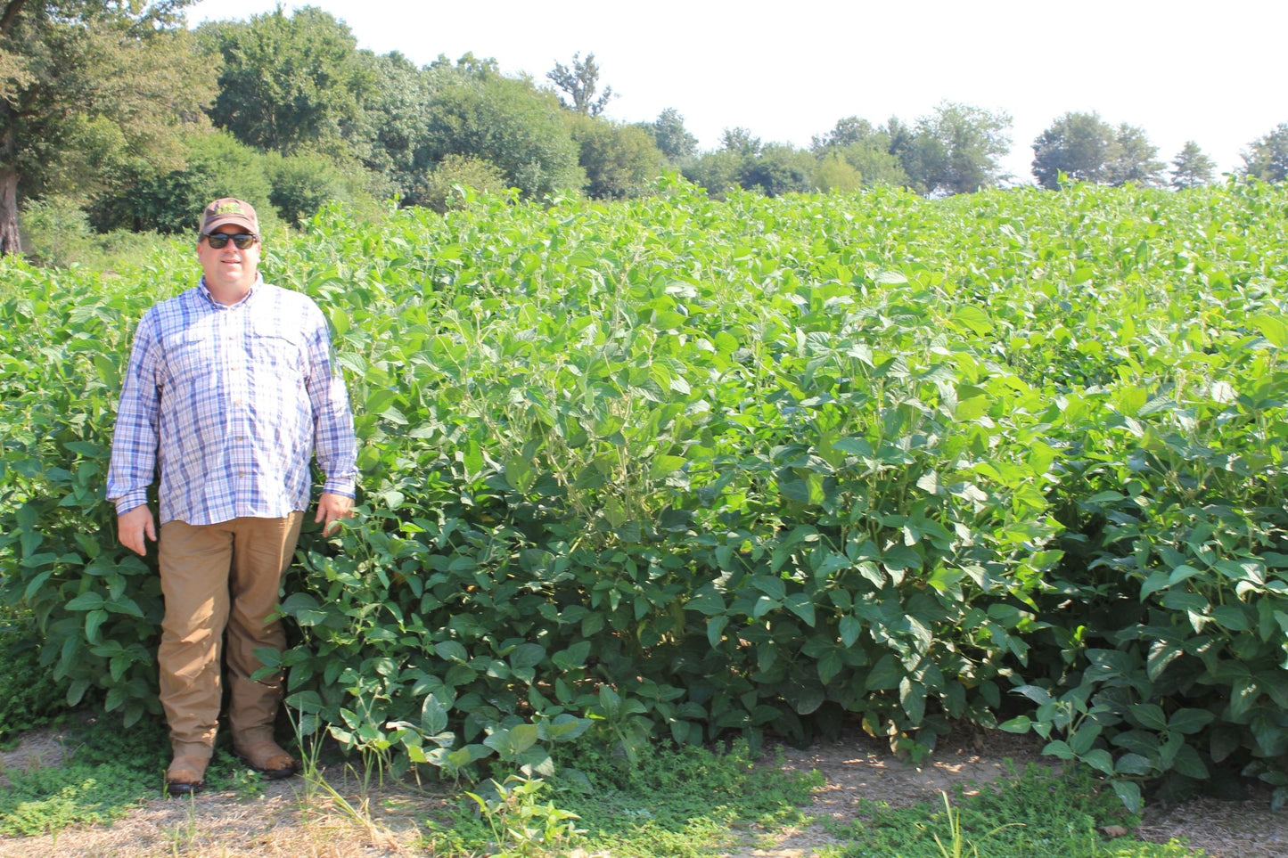 Eagle Seed - Tyrone Non - GMO Forage Bean - Hale Habitat & Seed