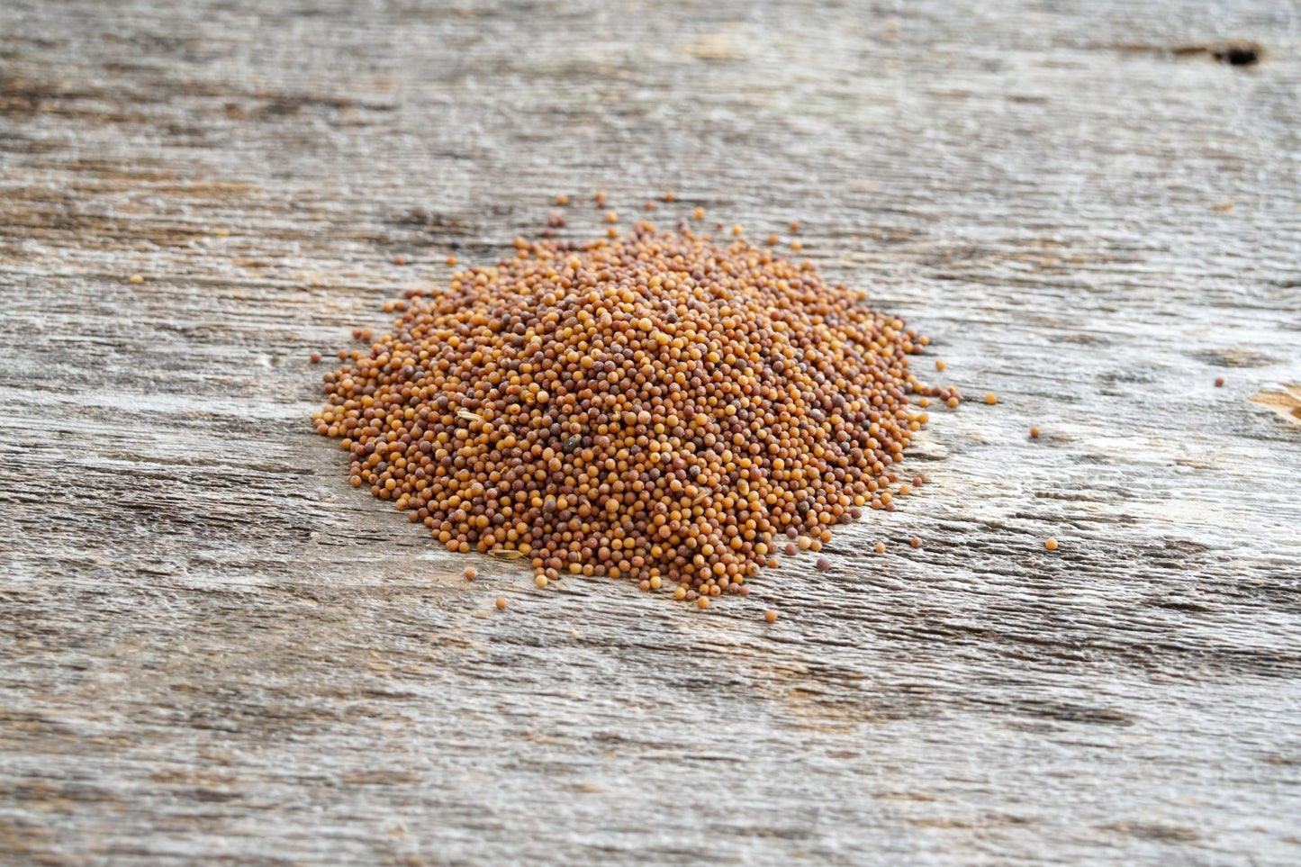 Ethiopian Cabbage - Hale Habitat & Seed