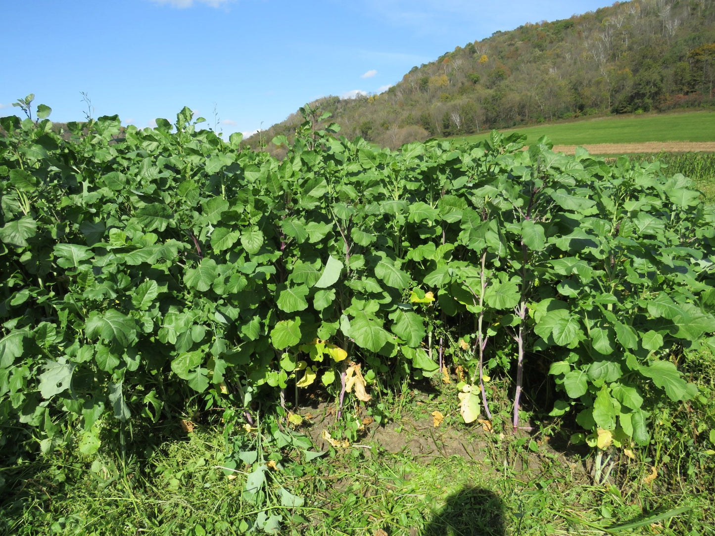 Ethiopian Cabbage - Hale Habitat & Seed