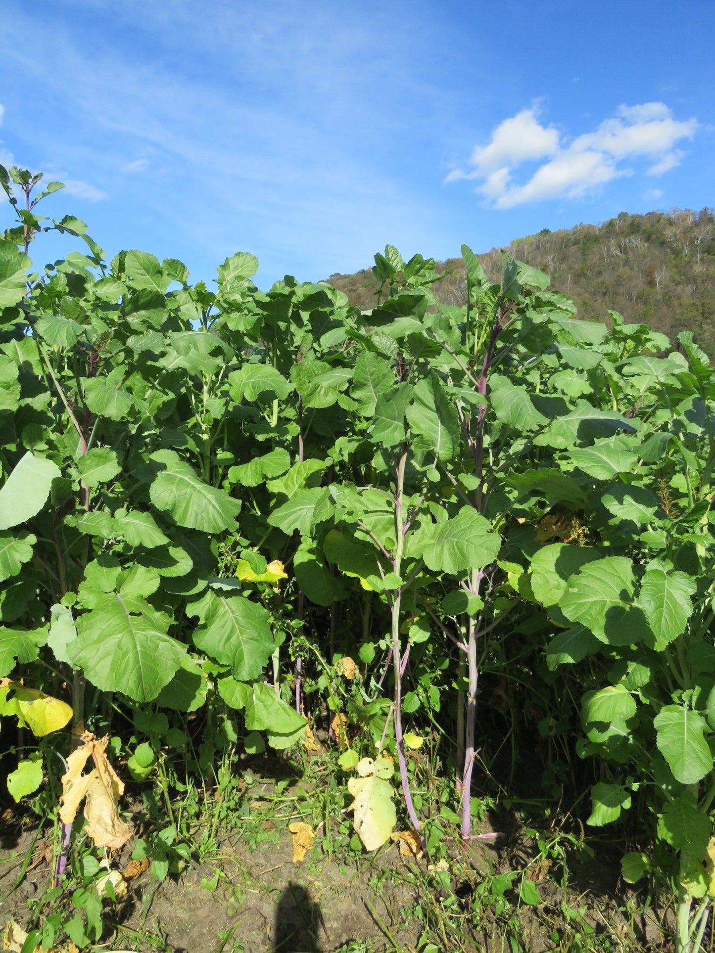 Ethiopian Cabbage - Hale Habitat & Seed