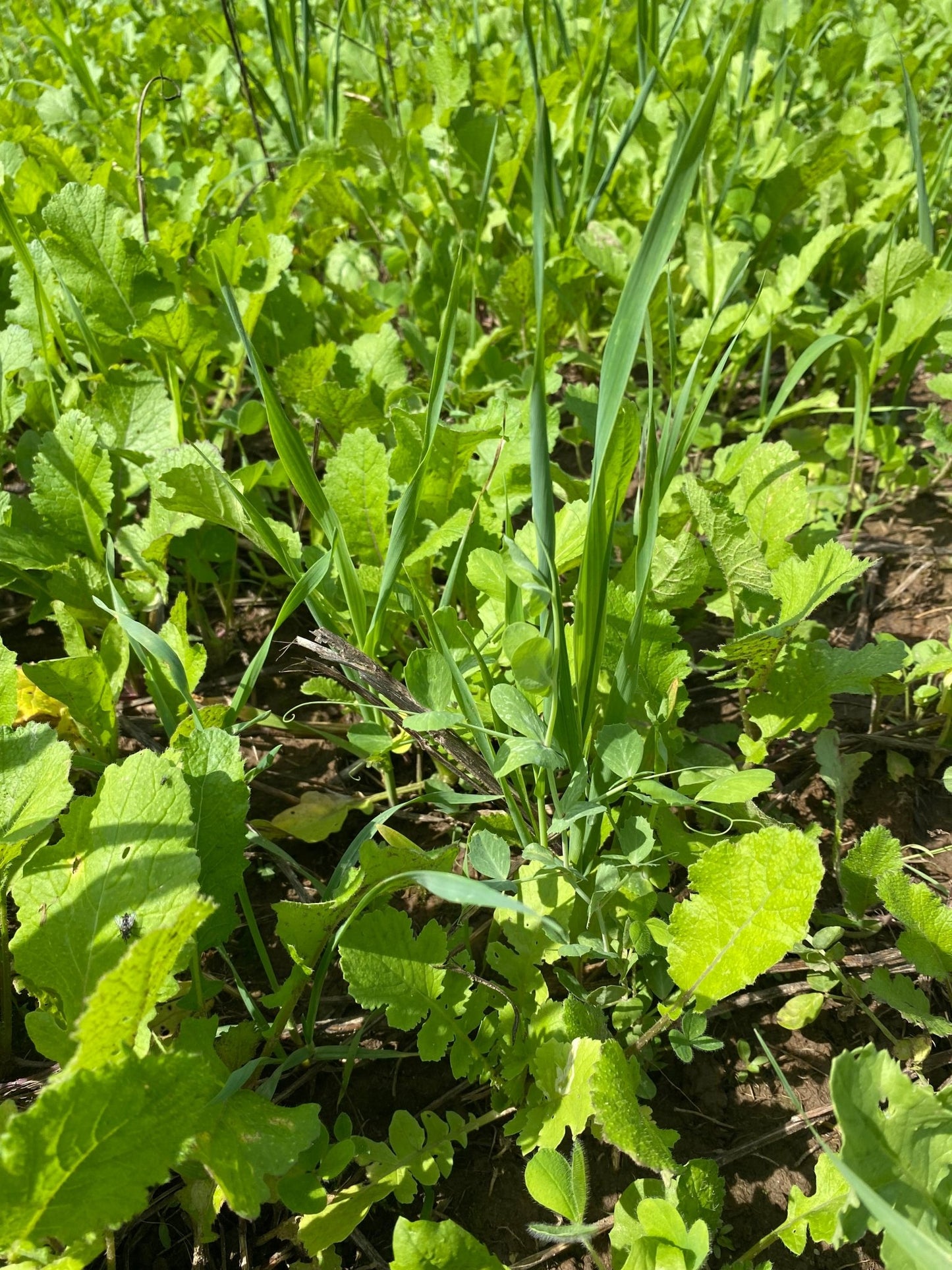 Fall Buffet Food Plot Mix - Hale Habitat & Seed