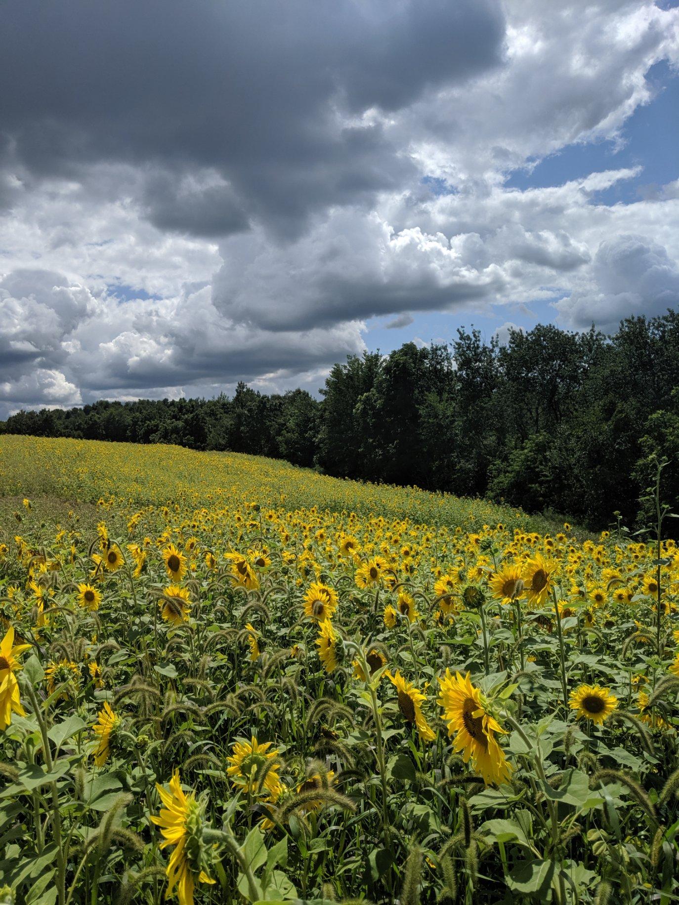 Forage Fortress Food Plot Mix - Hale Habitat & Seed