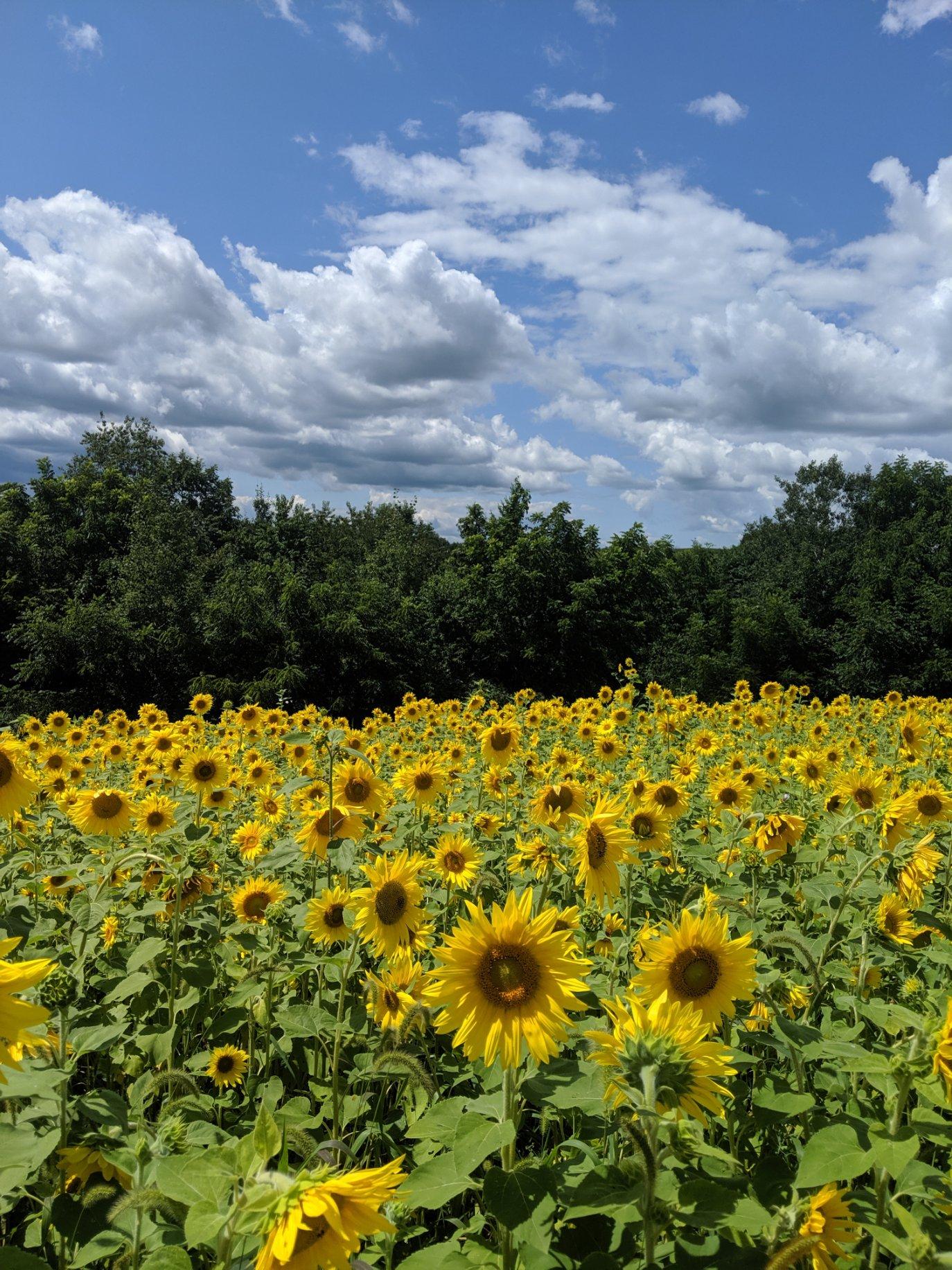 Forage Fortress Food Plot Mix - Hale Habitat & Seed