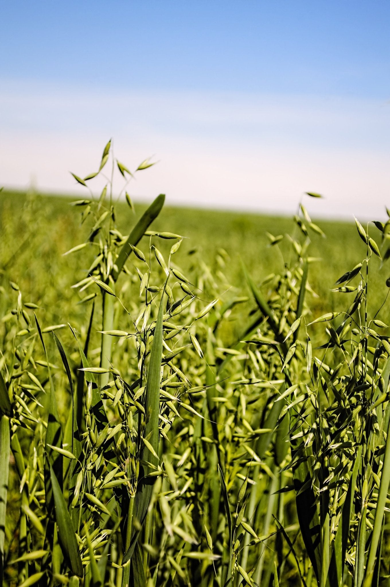 Forage Oats - Hale Habitat & Seed