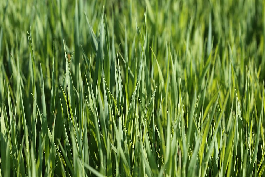Forage Oats - Hale Habitat & Seed
