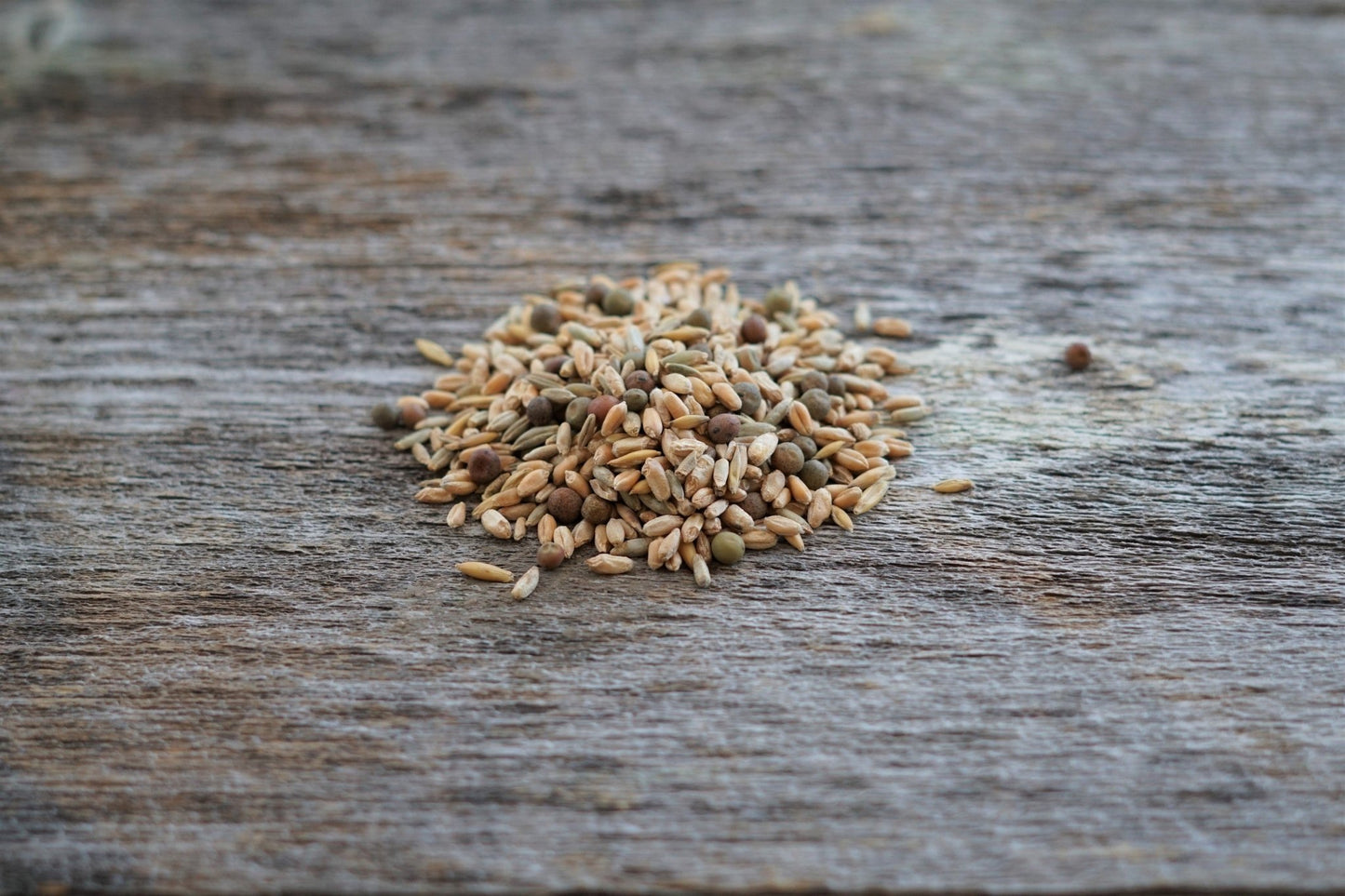Frosty Forage Food Plot Mix - Hale Habitat & Seed