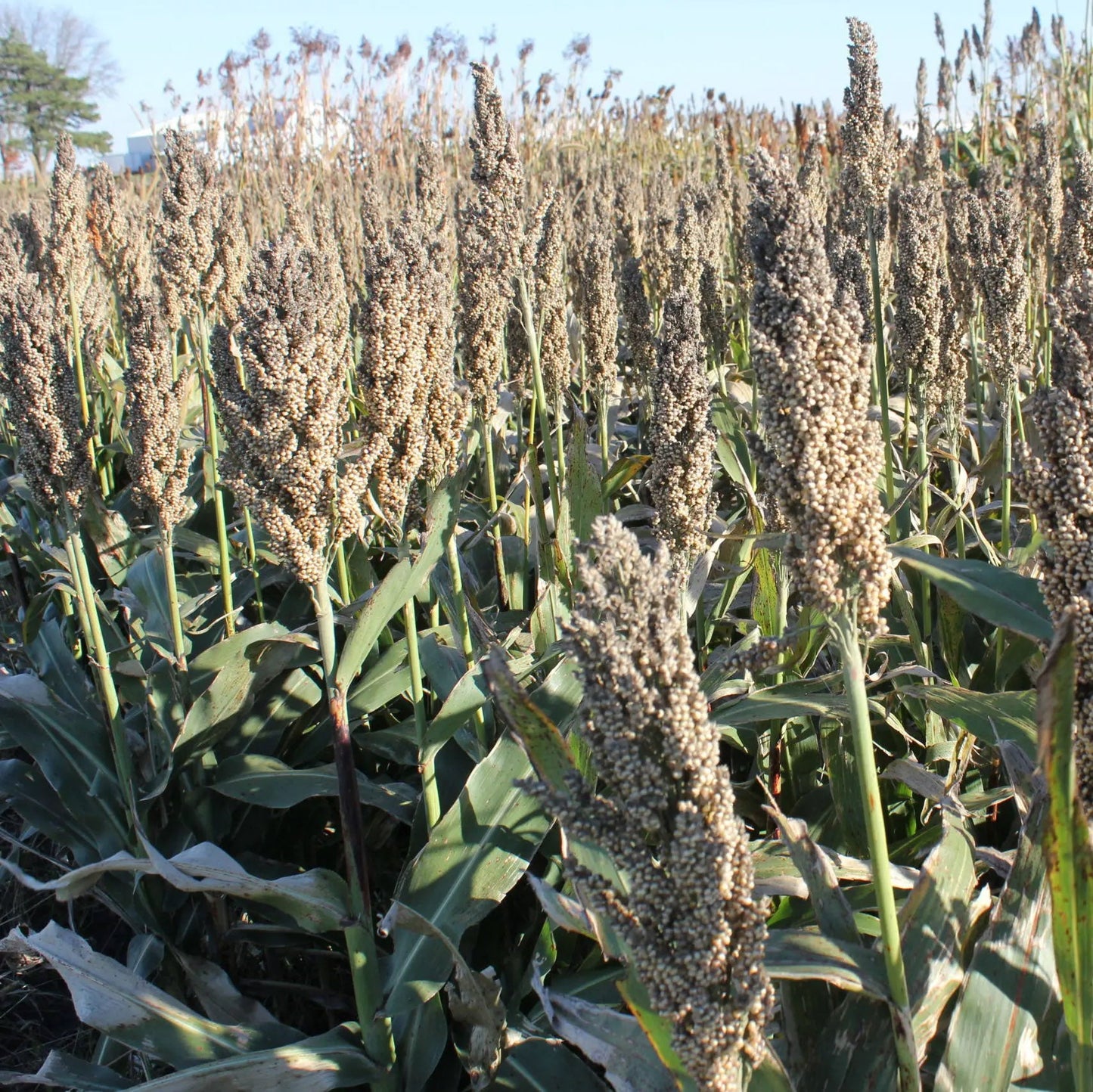 Grain Sorghum - Hale Habitat & Seed
