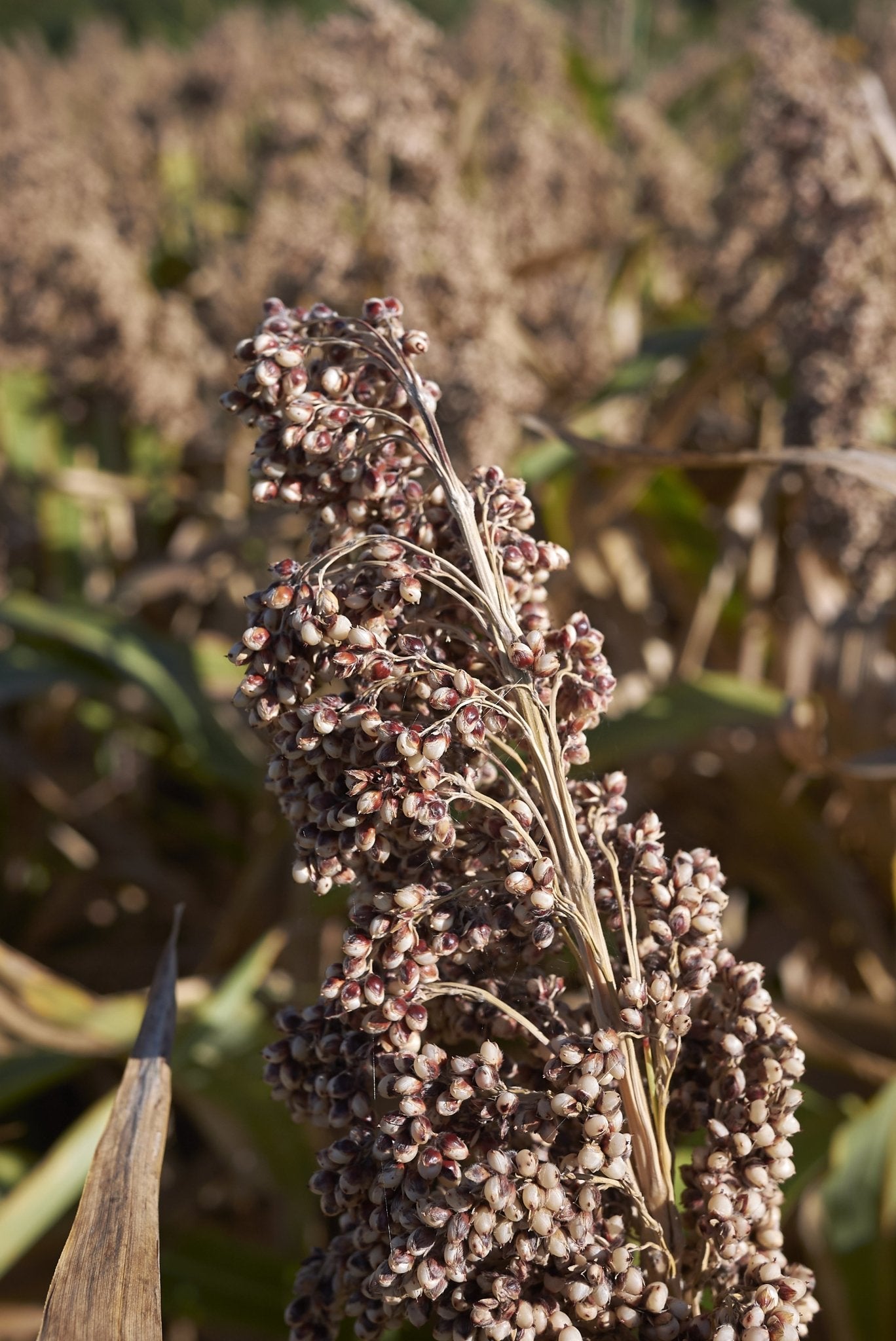 Grain Sorghum - Hale Habitat & Seed