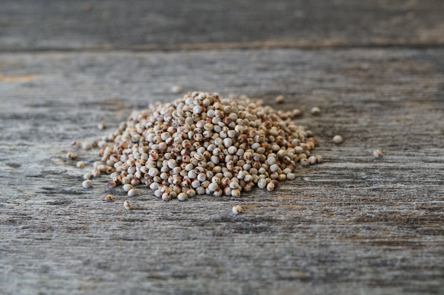 Grain Sorghum - Hale Habitat & Seed