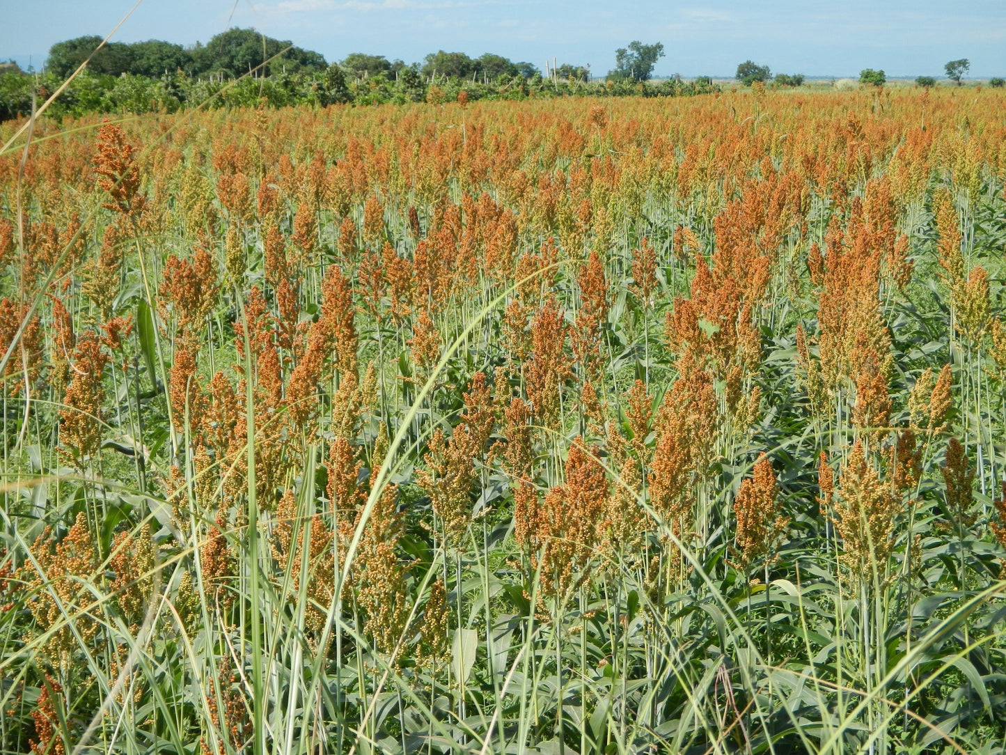 Grain Sorghum - Hale Habitat & Seed