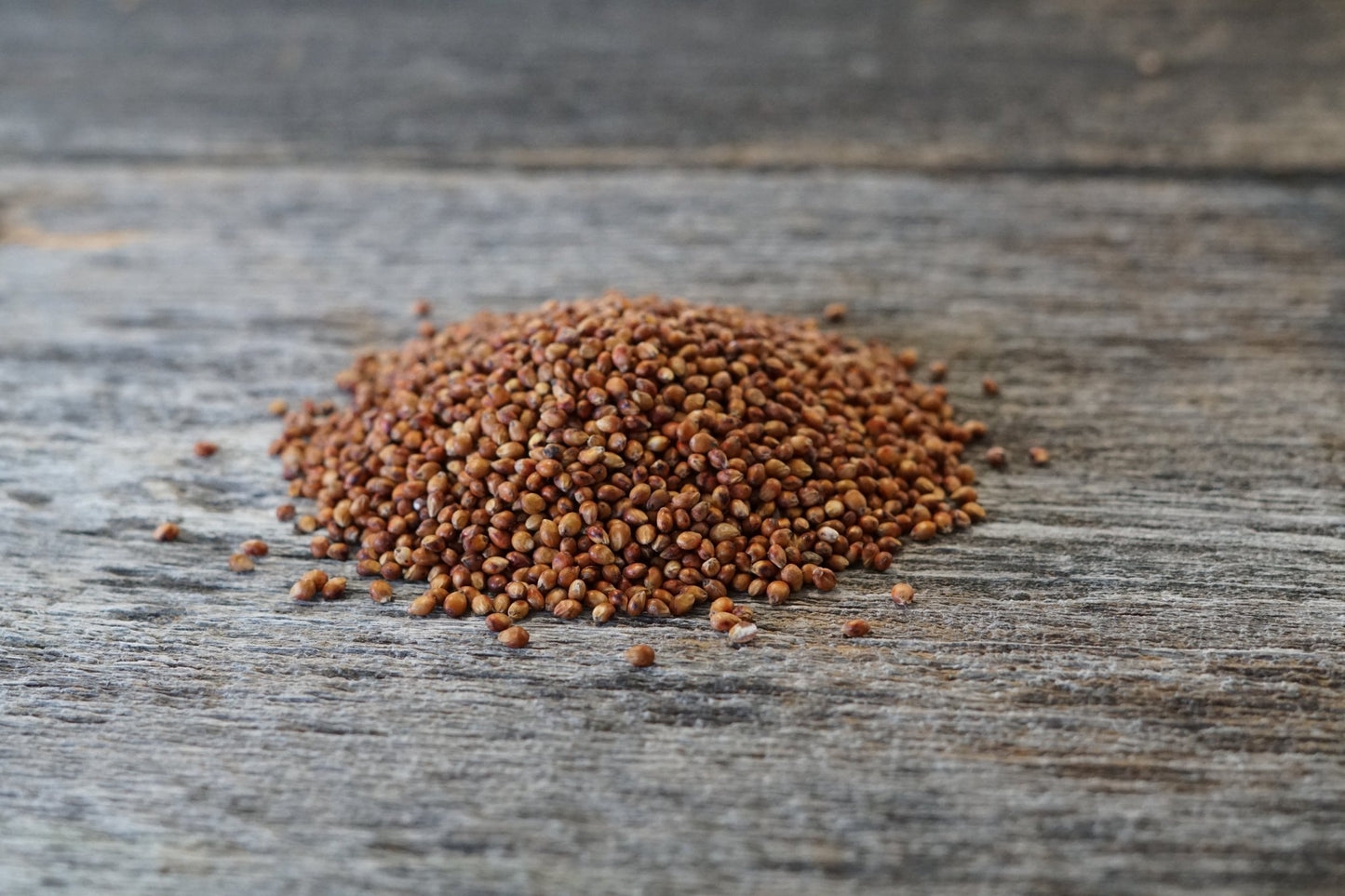 Grain Sorghum - Hale Habitat & Seed