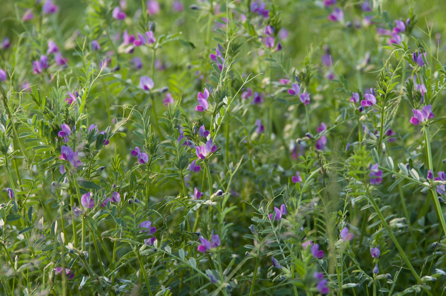 Hairy Vetch - Hale Habitat & Seed