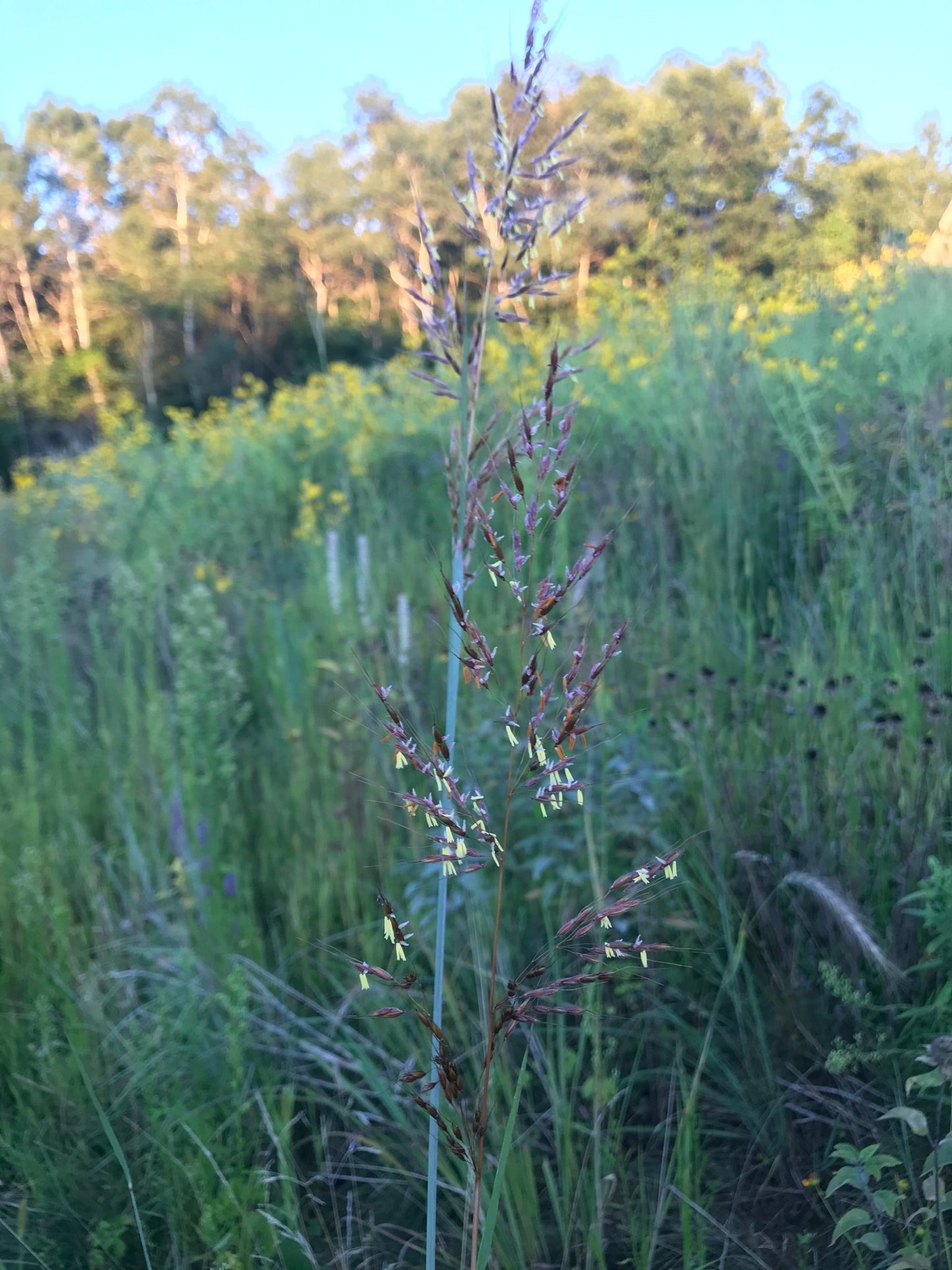 Indiangrass - Hale Habitat & Seed