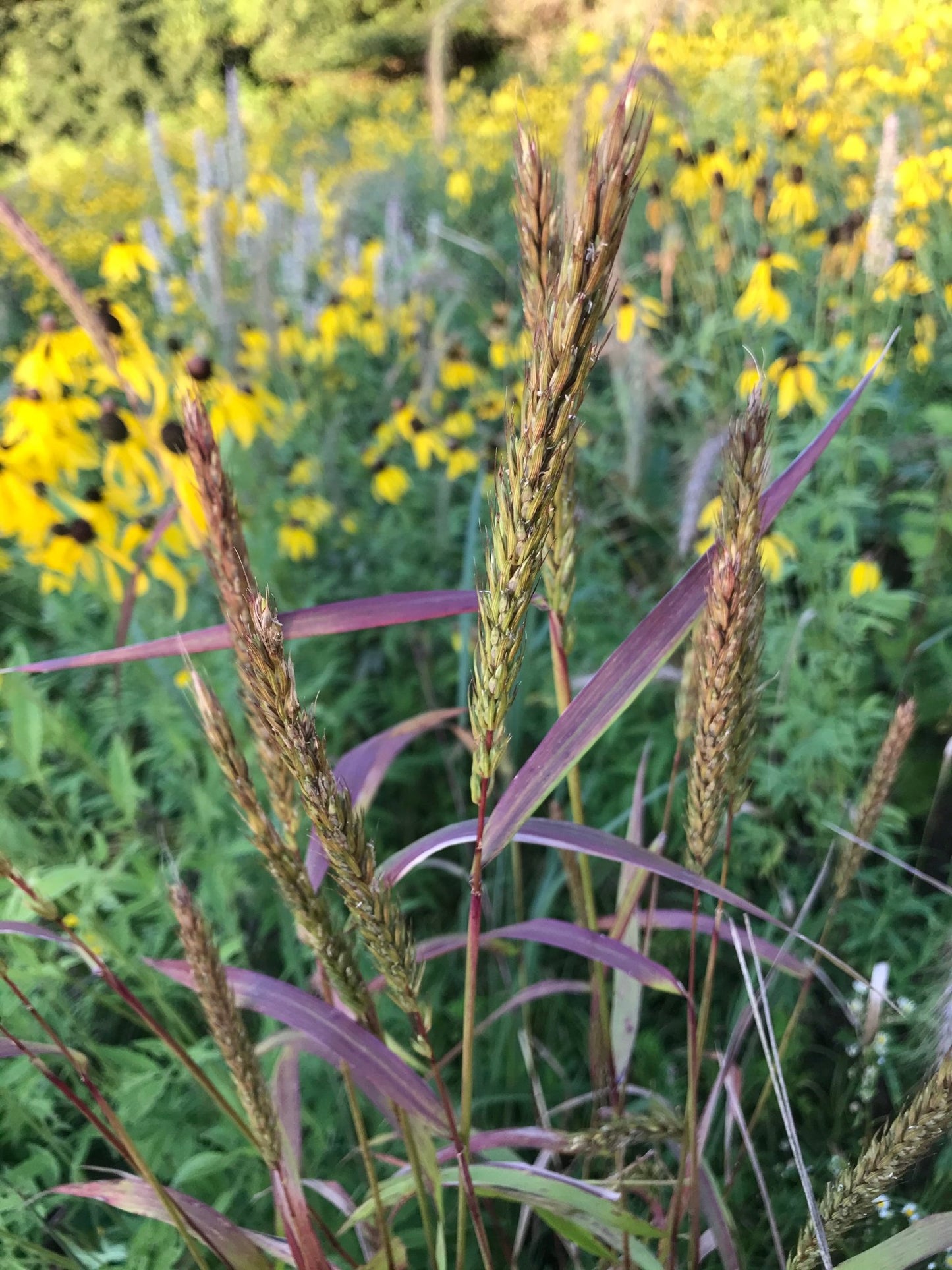 Indiangrass - Hale Habitat & Seed