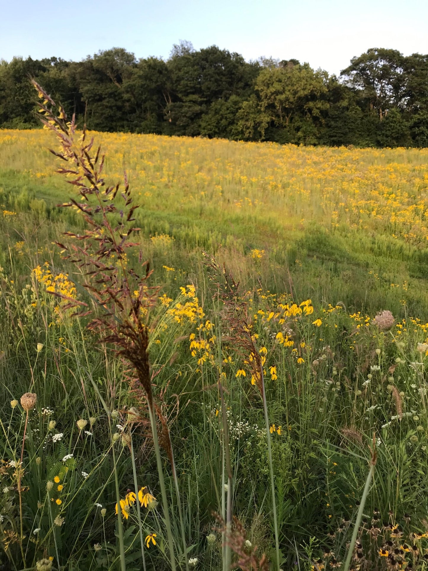 Indiangrass - Hale Habitat & Seed