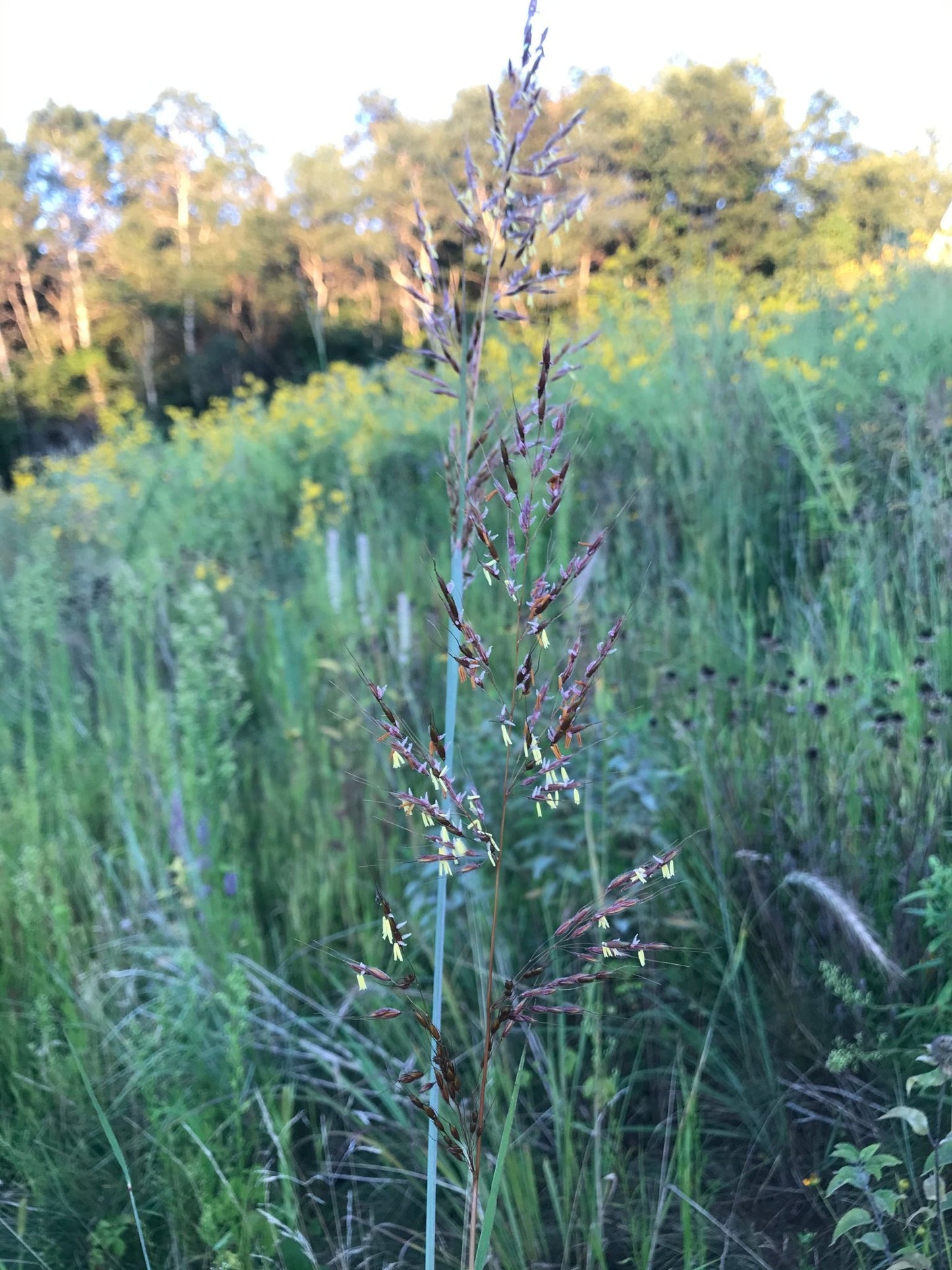 Indiangrass - Hale Habitat & Seed