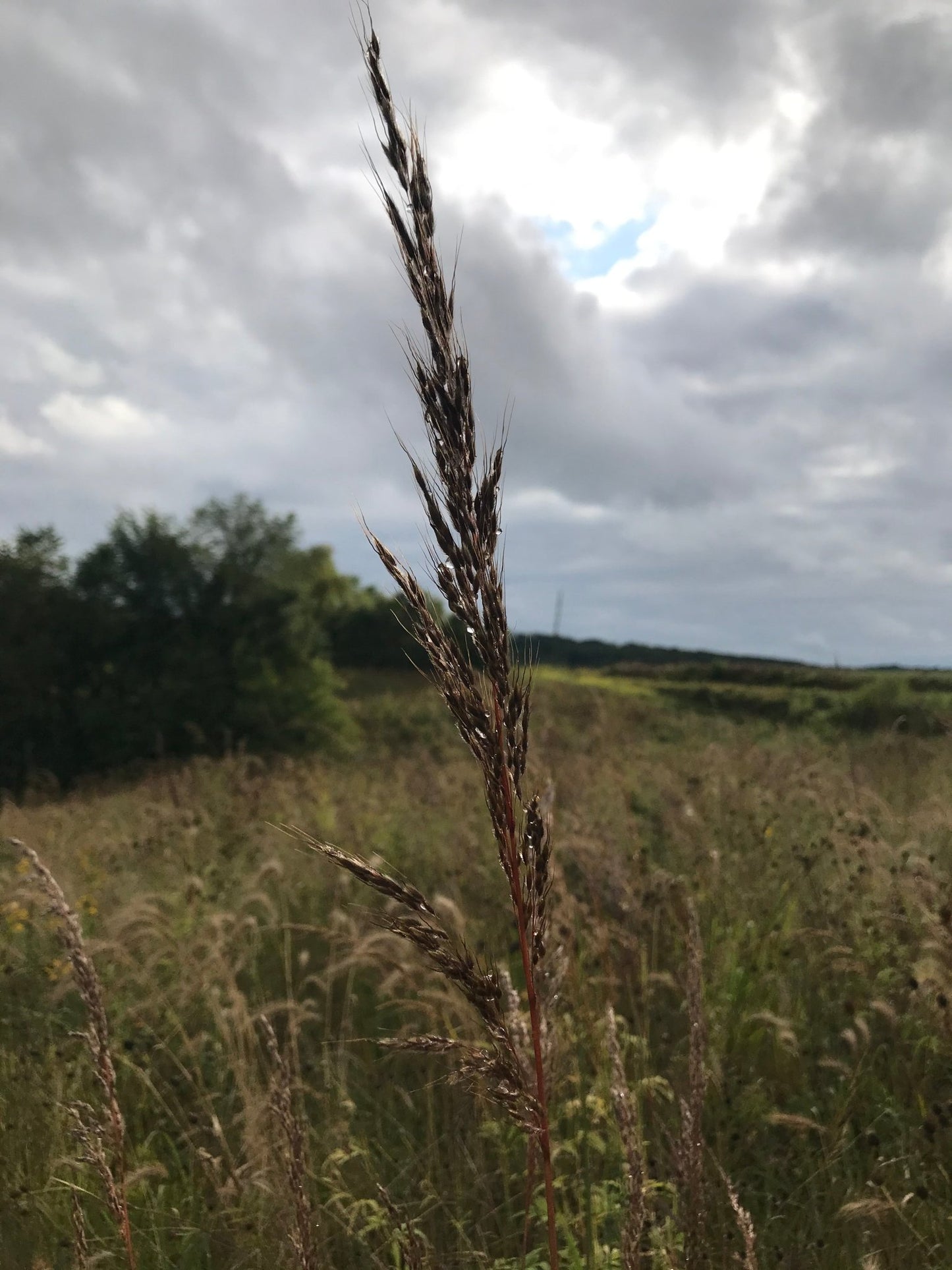 Indiangrass - Hale Habitat & Seed