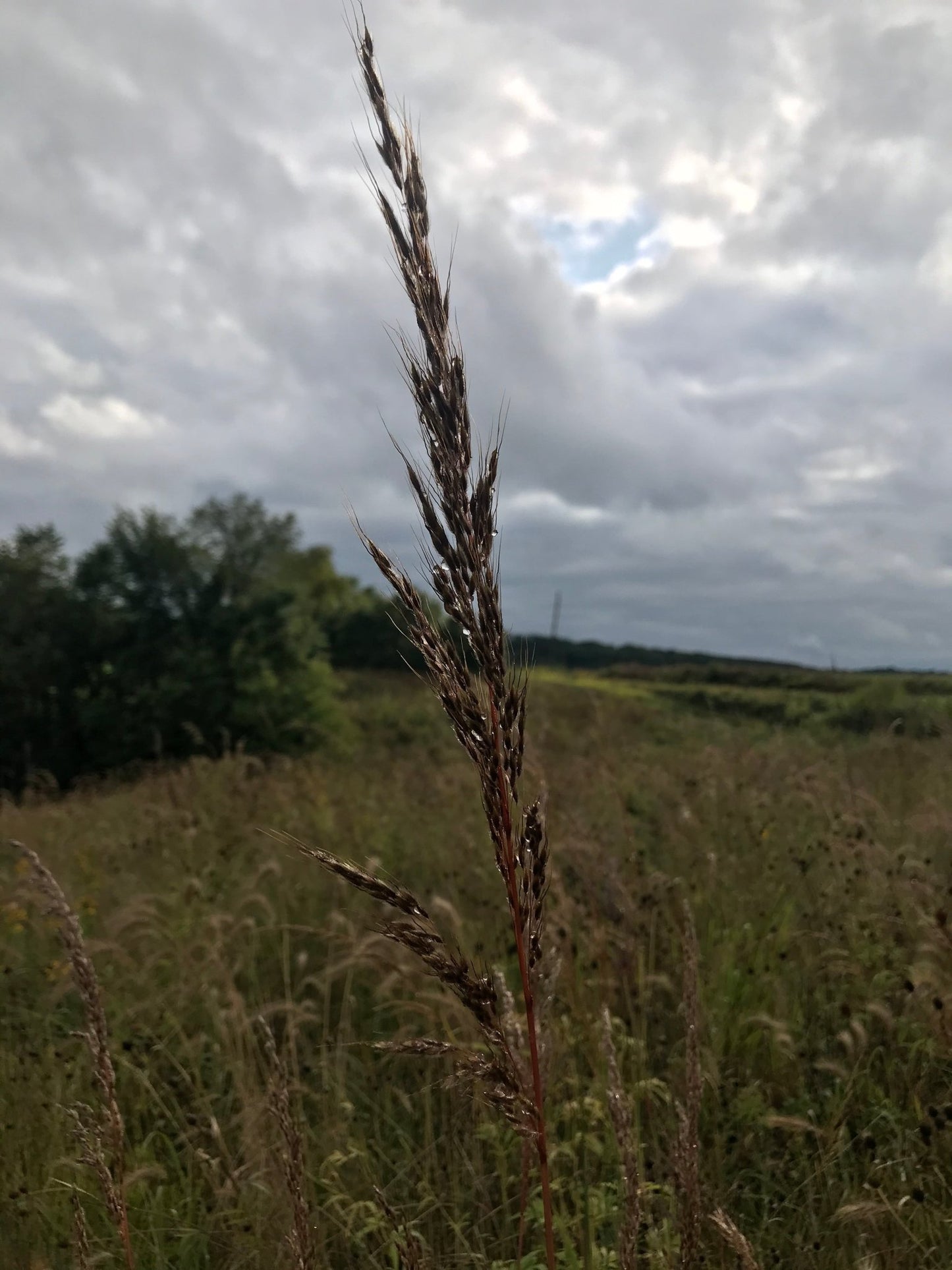 Indiangrass - Hale Habitat & Seed