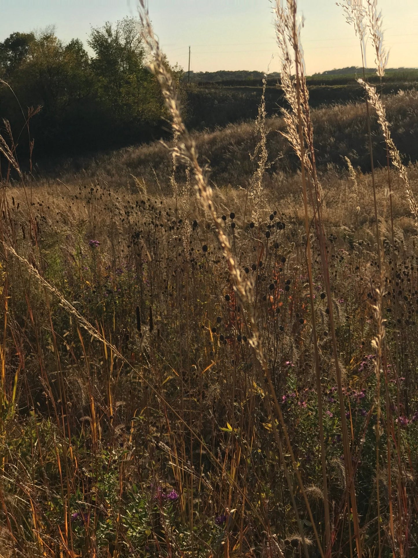 Indiangrass - Hale Habitat & Seed