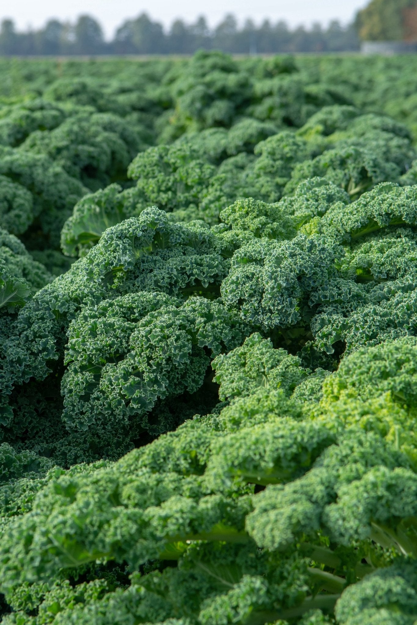 Kale - Hale Habitat & Seed