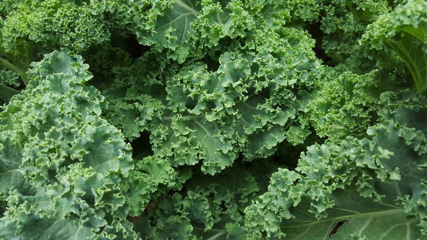 Kale - Hale Habitat & Seed