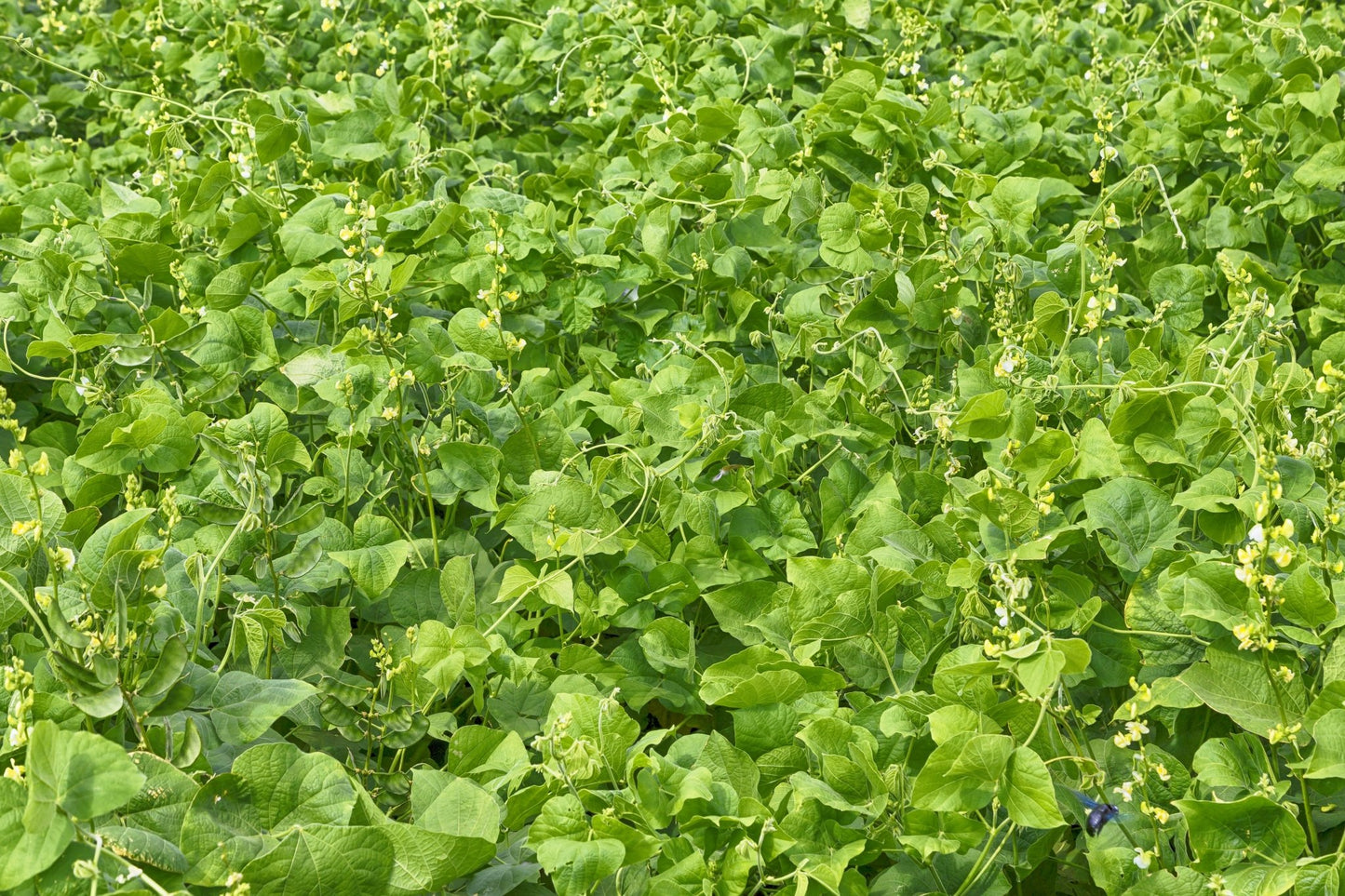 Lablab - Hale Habitat & Seed
