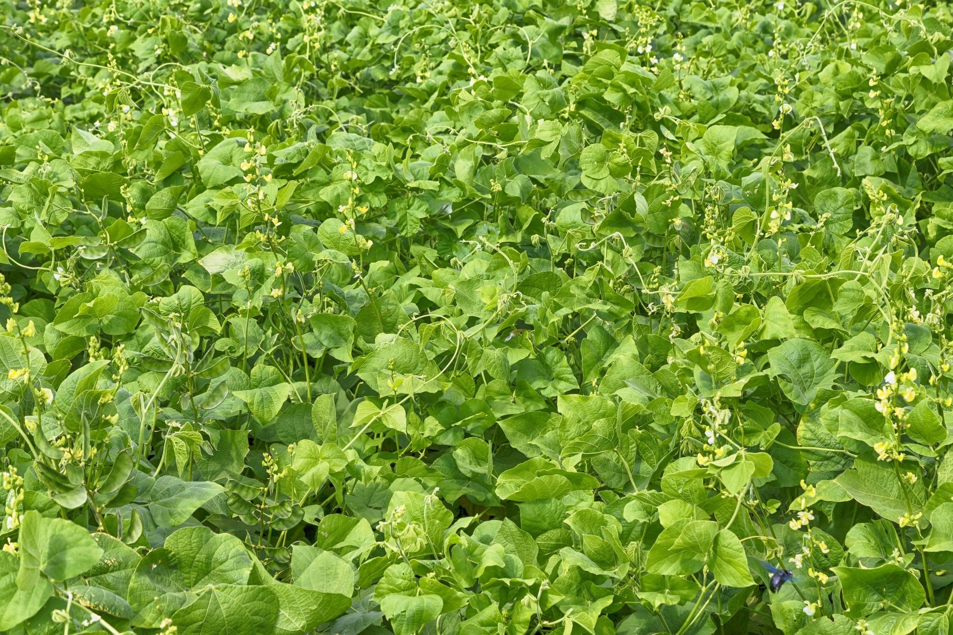 Lablab - Hale Habitat & Seed