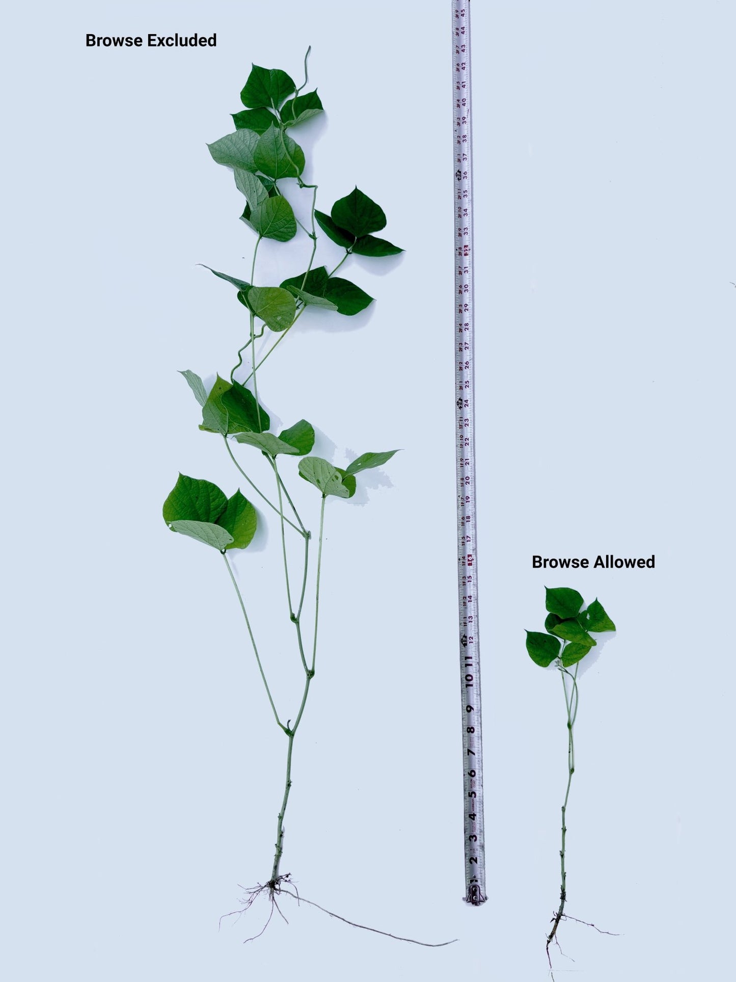 Lablab - Hale Habitat & Seed